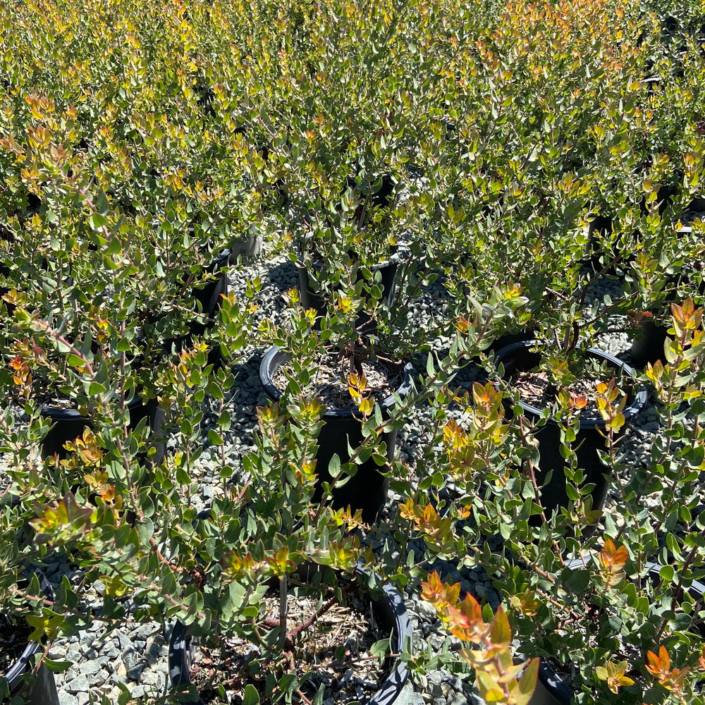 Lester Rowntree Manzanita - Arctostaphylos Lester Rountree - Pulled Nursery