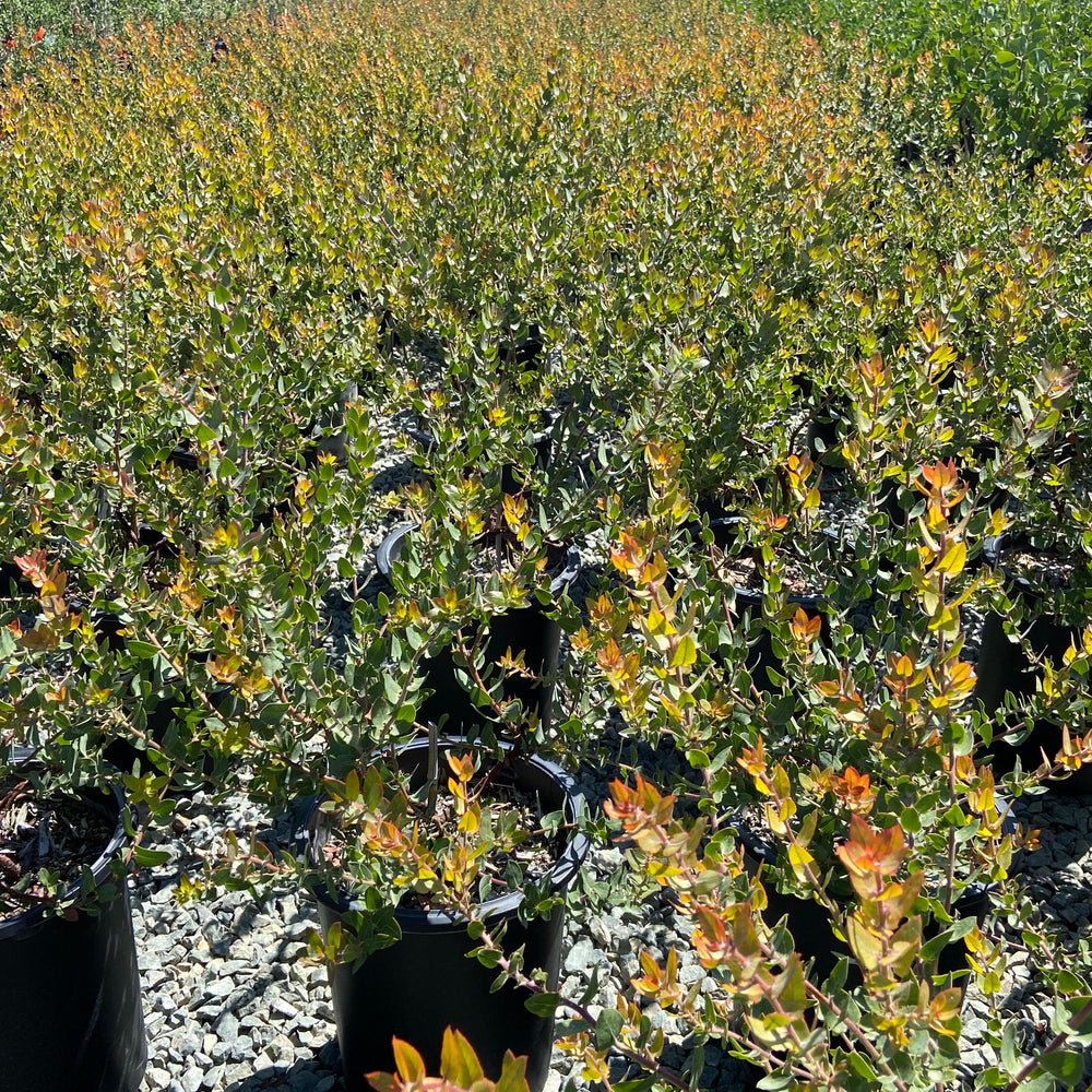 
                      
                        Lester Rowntree Manzanita - Arctostaphylos Lester Rountree - Pulled Nursery
                      
                    