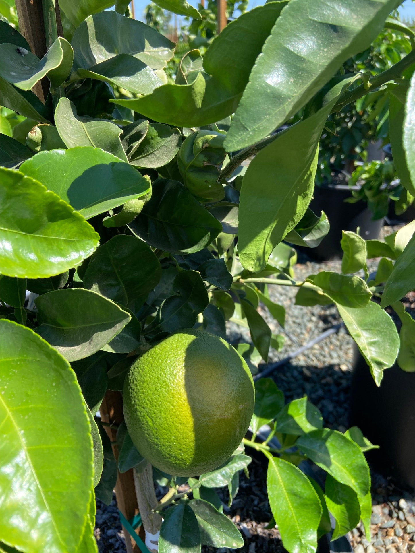 Washington Naval Orange Tree - Pulled Nursery