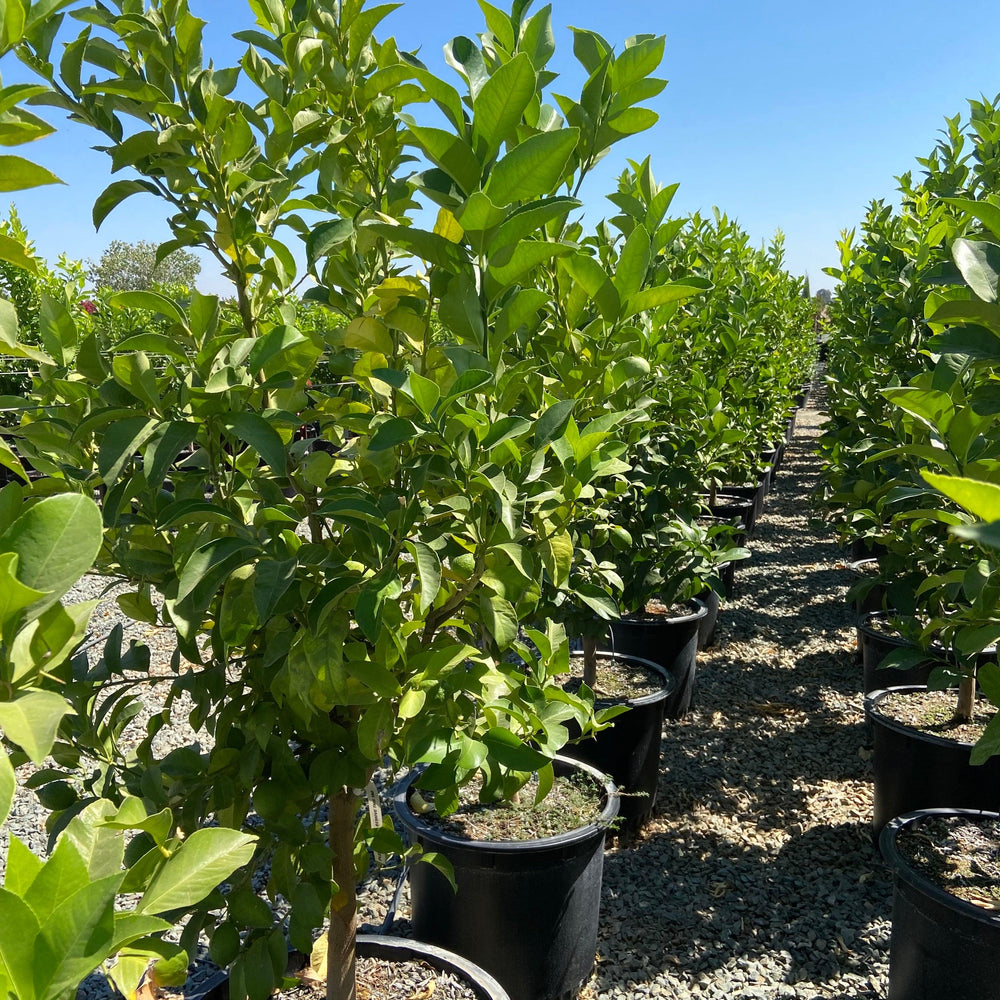 Meyer Lemon Tree - Pulled Nursery