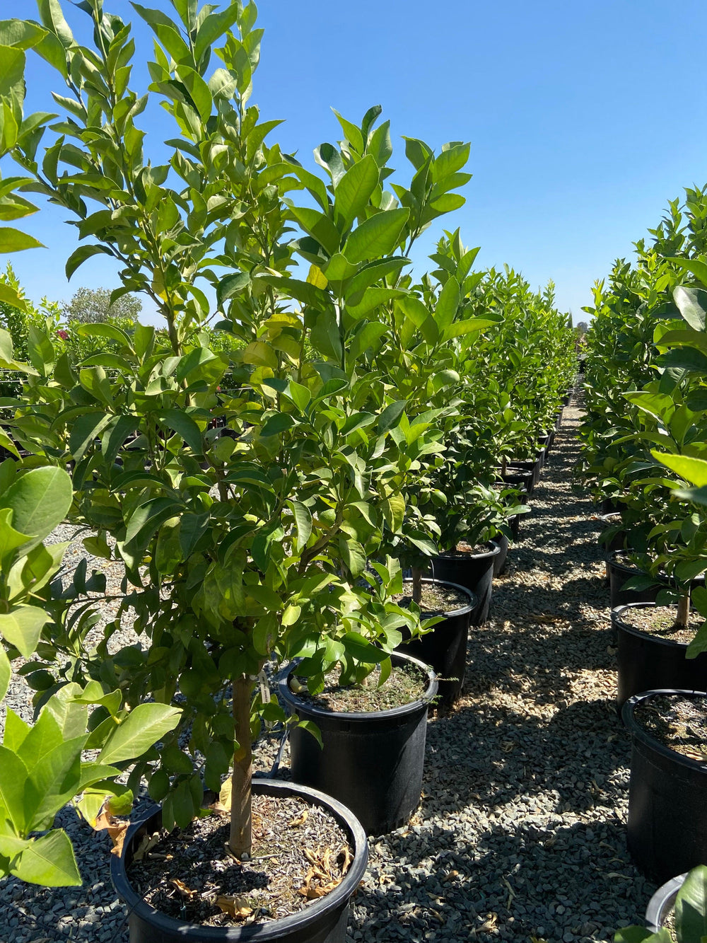 Meyer Lemon Tree - Pulled Nursery