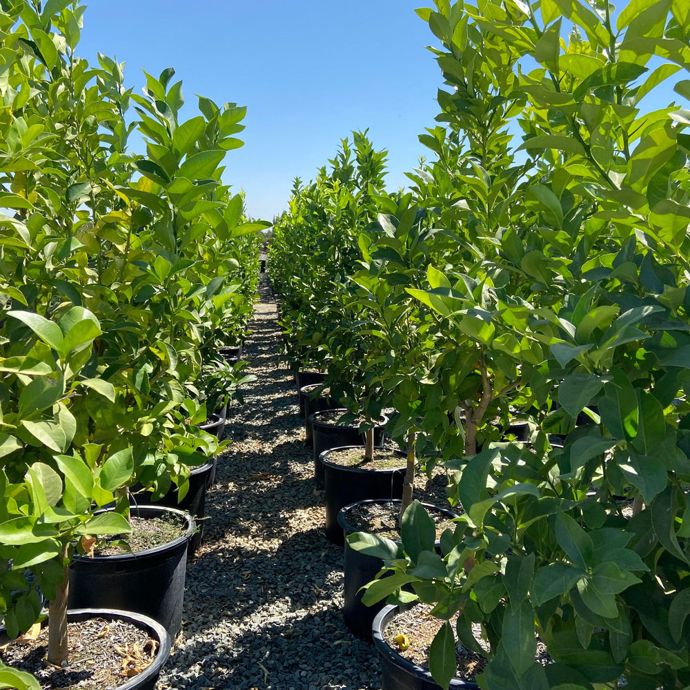 
                      
                        Meyer Lemon Tree - Pulled Nursery
                      
                    