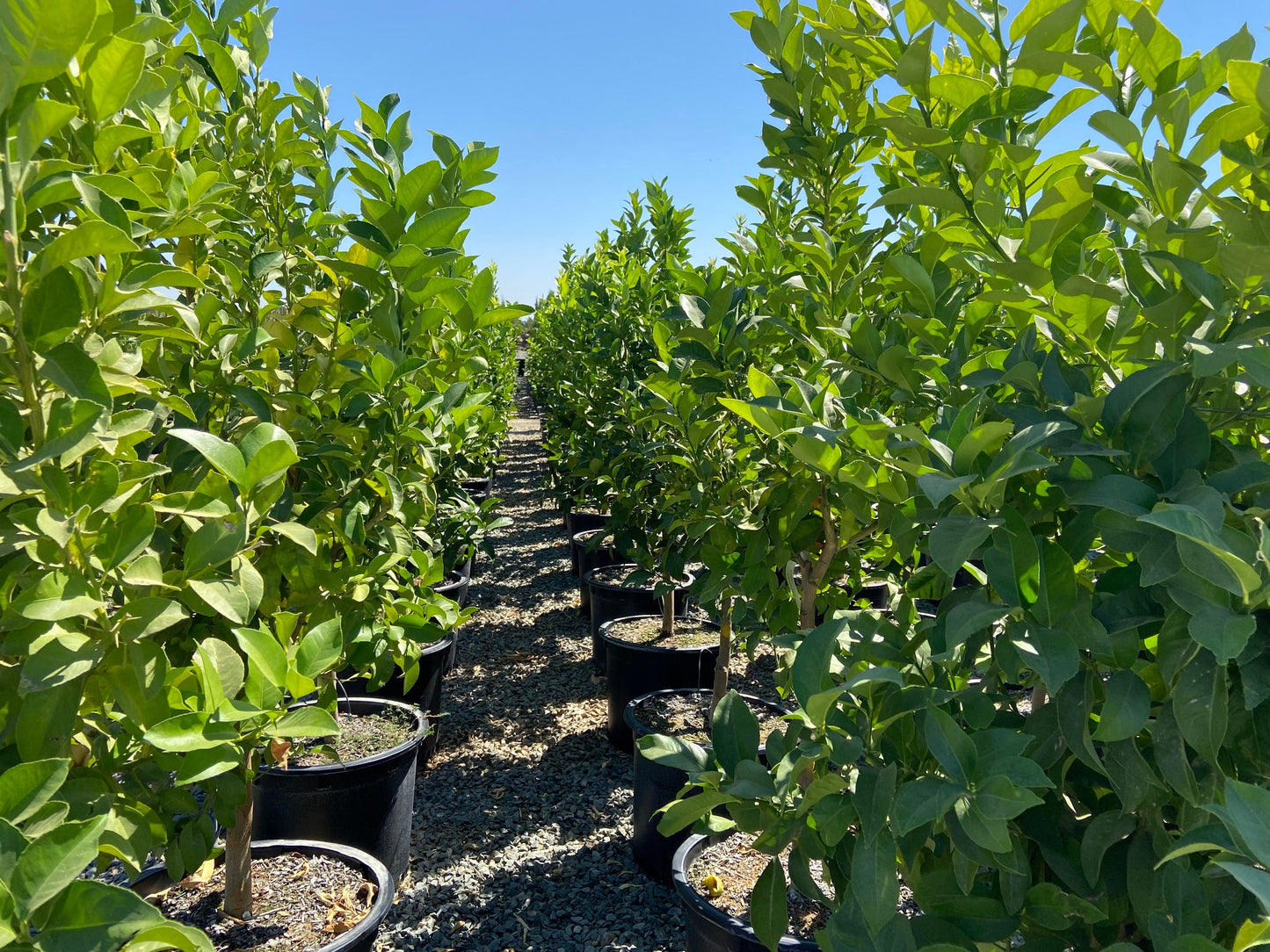 Meyer Lemon Tree - Pulled Nursery