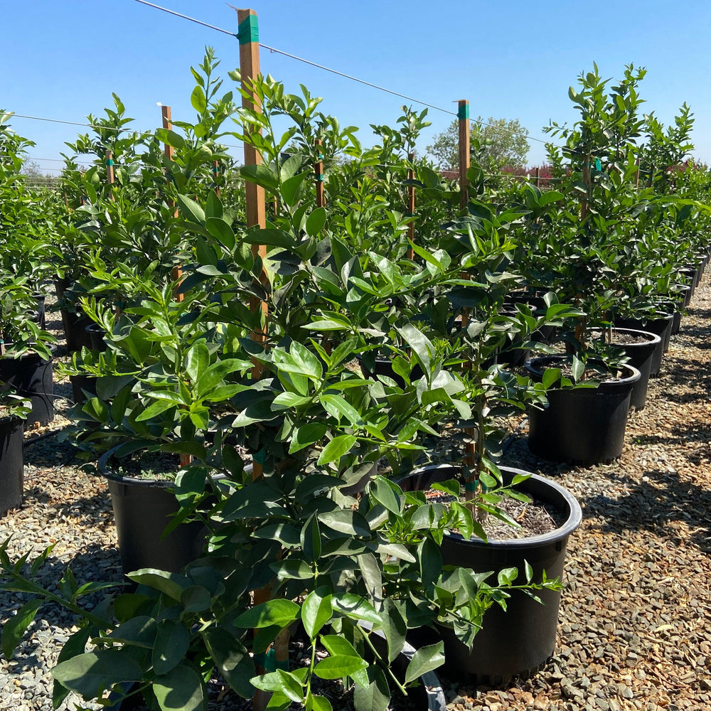 
                      
                        Washington Naval Orange Tree - Pulled Nursery
                      
                    