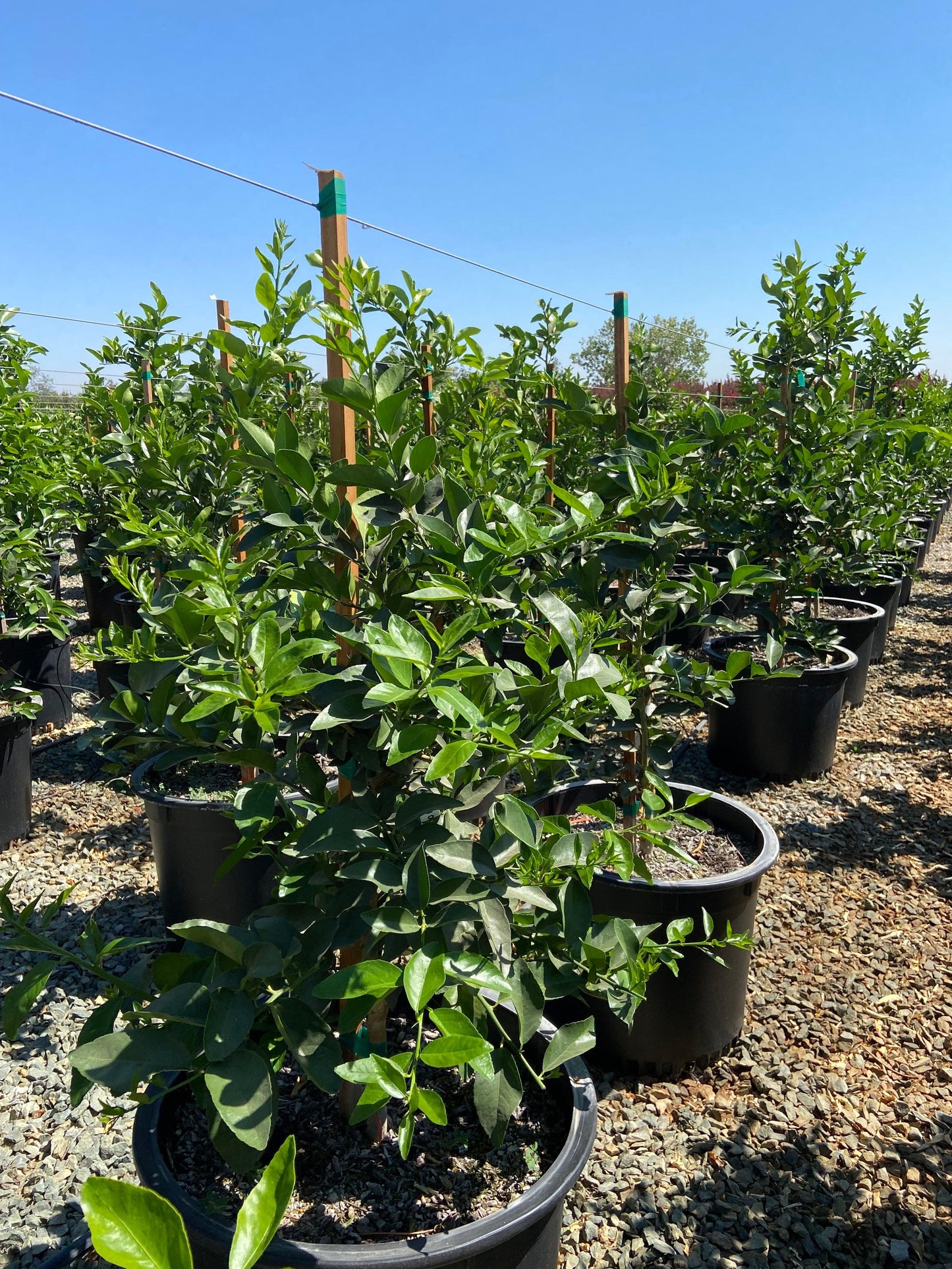 Washington Naval Orange Tree - Pulled Nursery