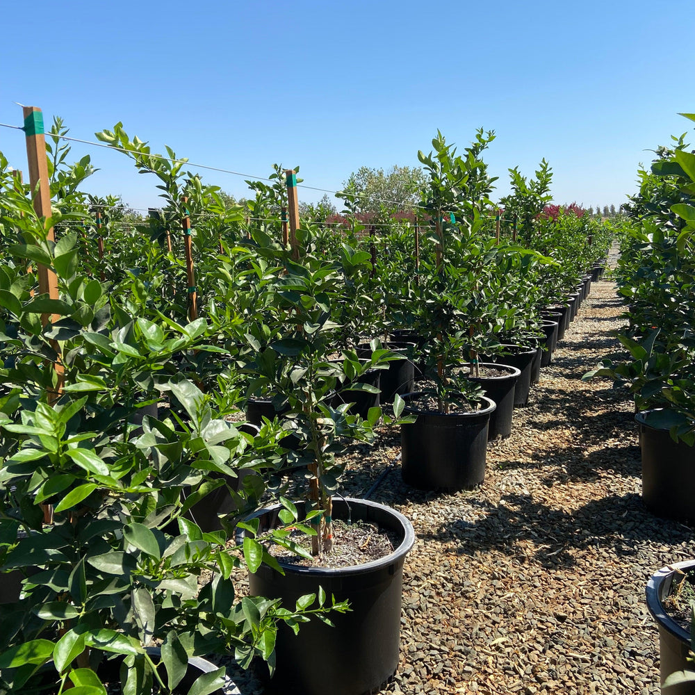 
                      
                        Washington Naval Orange Tree - Pulled Nursery
                      
                    