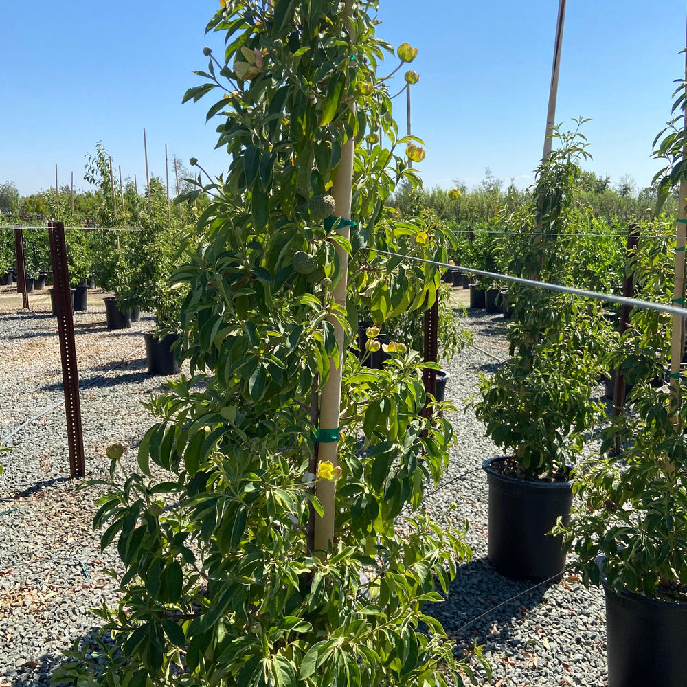 Dogwood - Cornus - Pulled Nursery