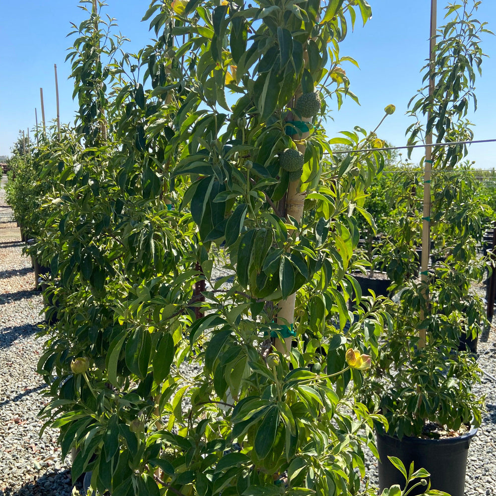 Dogwood - Cornus - Pulled Nursery