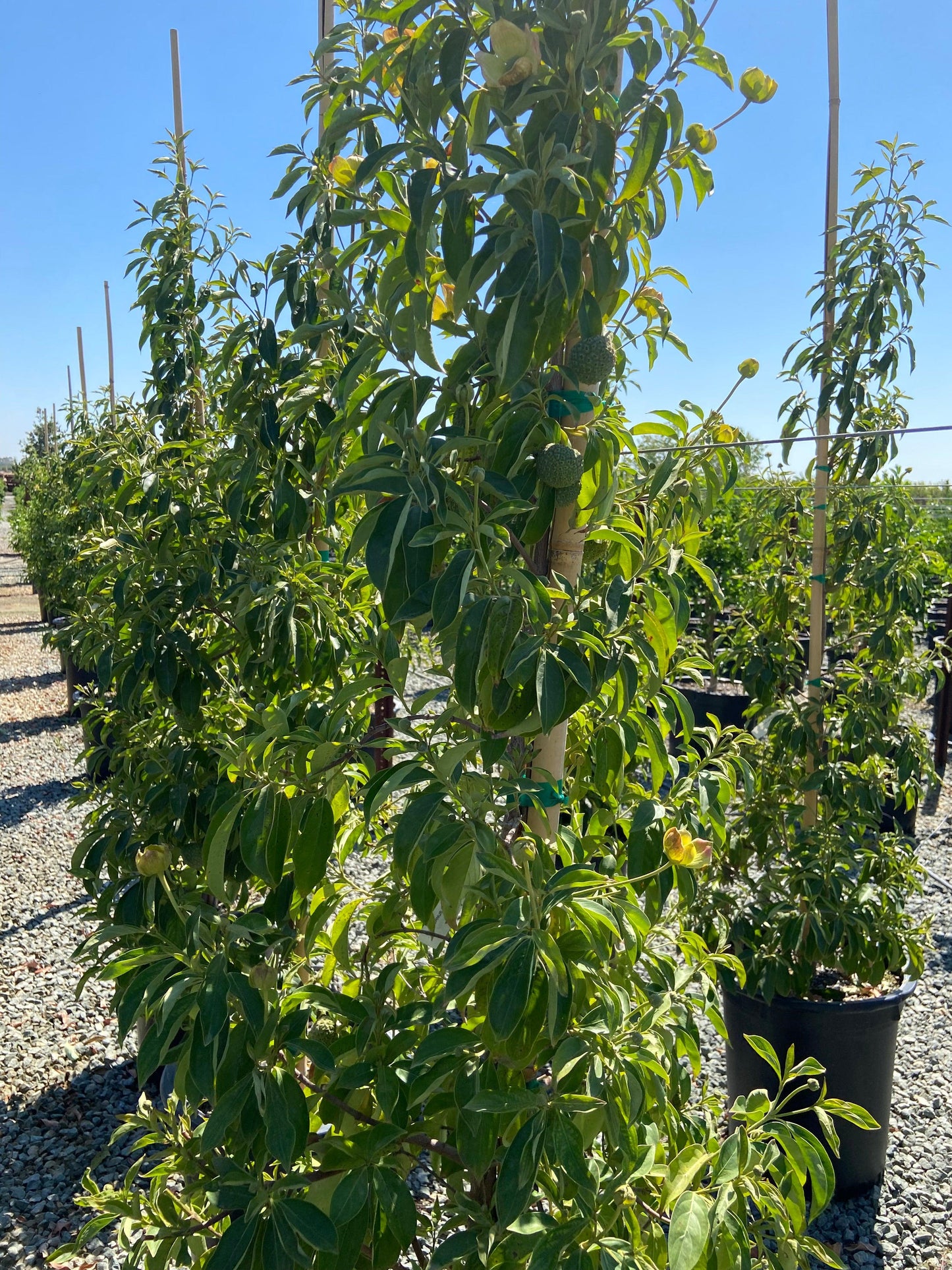 Dogwood - Cornus - Pulled Nursery