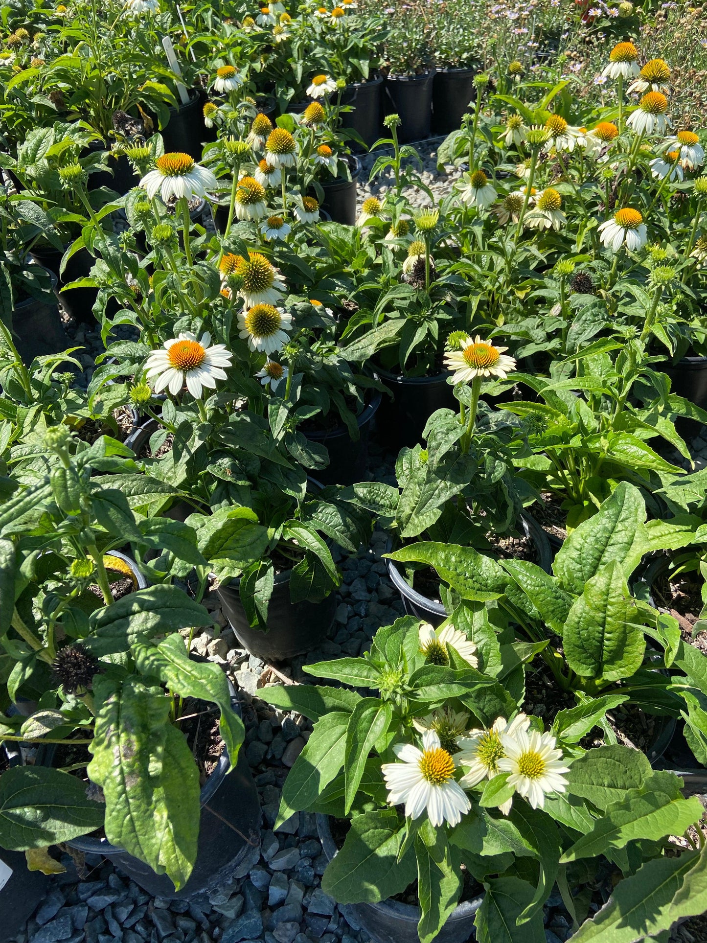 Pow Wow White Echinacea - Pulled Nursery