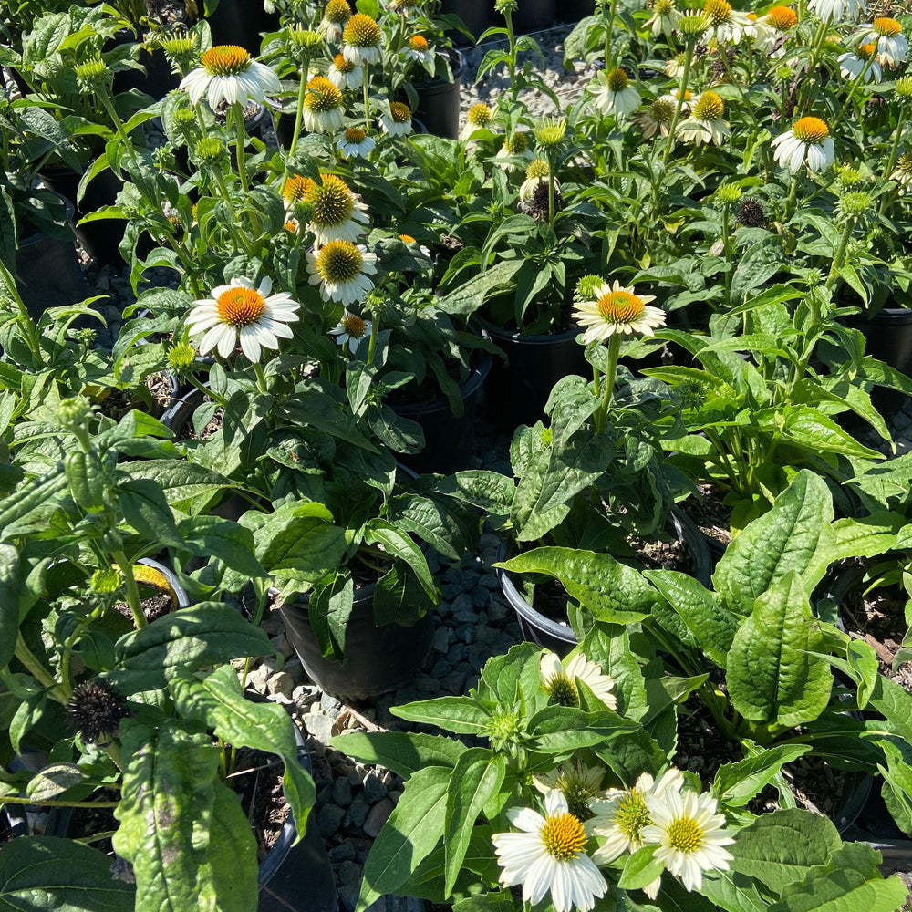 
                      
                        Pow Wow White Echinacea - Pulled Nursery
                      
                    