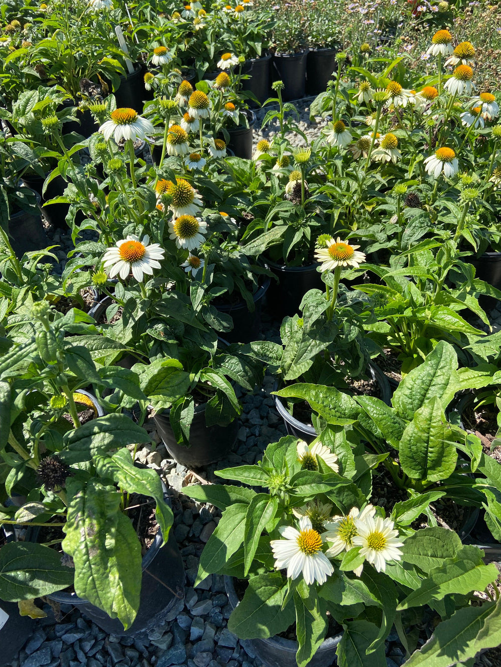 Pow Wow White Echinacea - Pulled Nursery