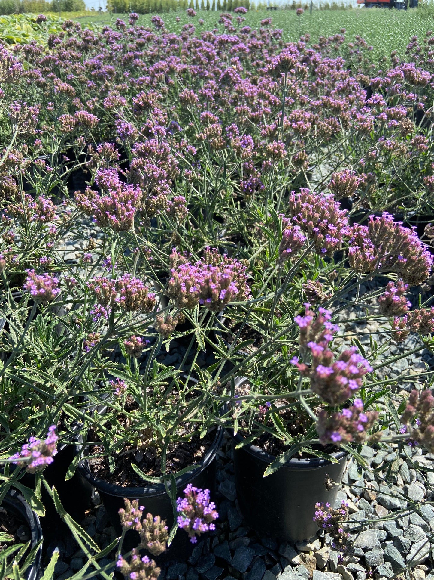 Verbena Bonariensis Lollipop