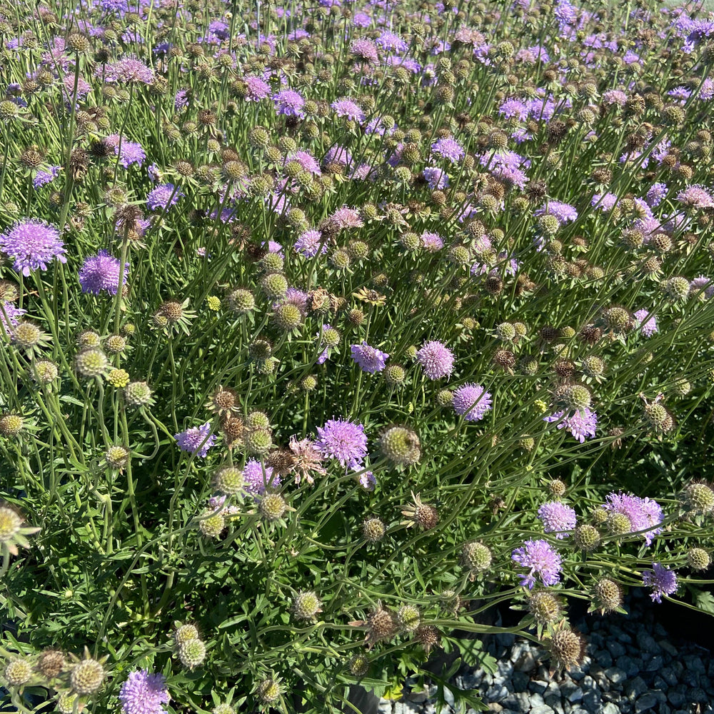 
                      
                        Pincushion Flower - Scabiosa Butterfly Blue - Pulled Nursery
                      
                    