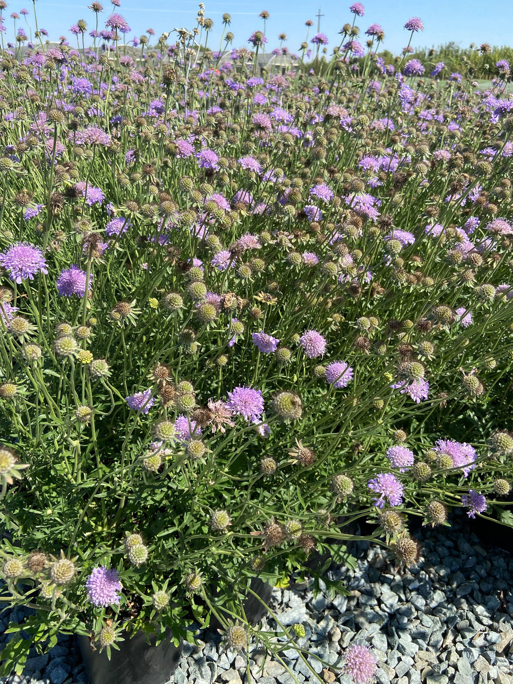 Pincushion Flower - Scabiosa Butterfly Blue - Pulled Nursery