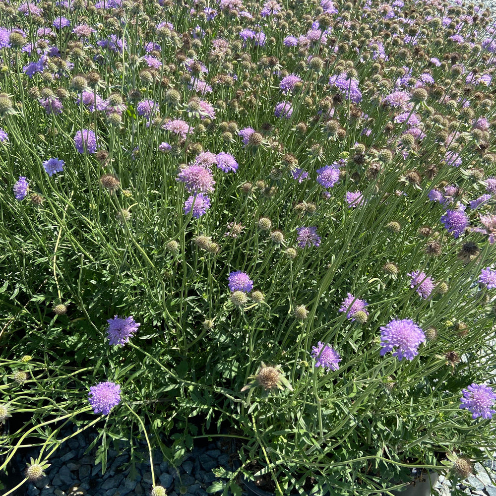 Pincushion Flower - Scabiosa Butterfly Blue - Pulled Nursery