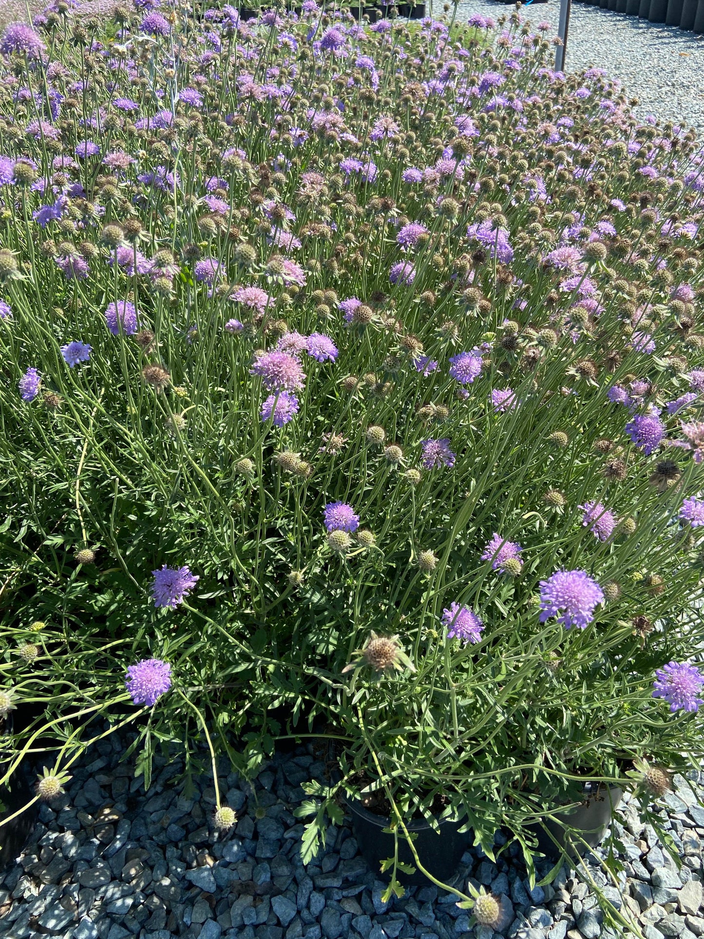 Pincushion Flower - Scabiosa Butterfly Blue - Pulled Nursery