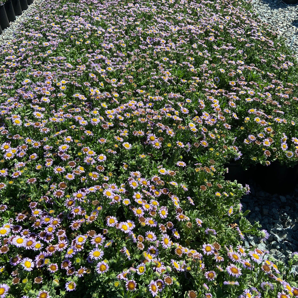 Seaside Daisy - Erigeron Cape Sebastian - Pulled Nursery