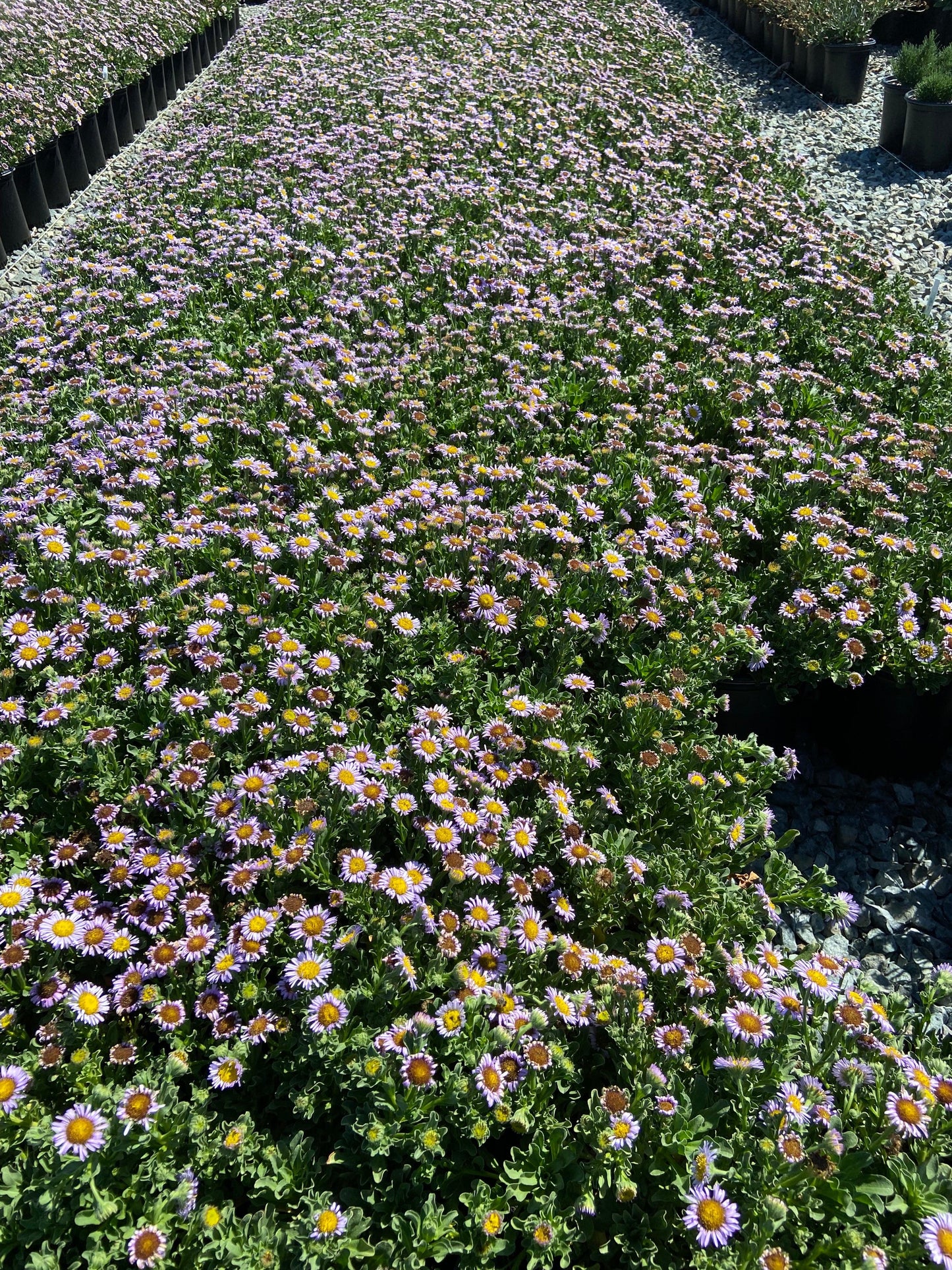 Seaside Daisy - Erigeron Cape Sebastian - Pulled Nursery