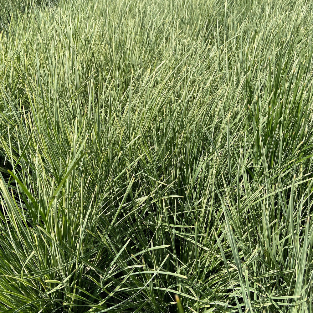 
                      
                        Arctic Frost Mat Rush - Lomandra Arctic Frost - Pulled Nursery
                      
                    