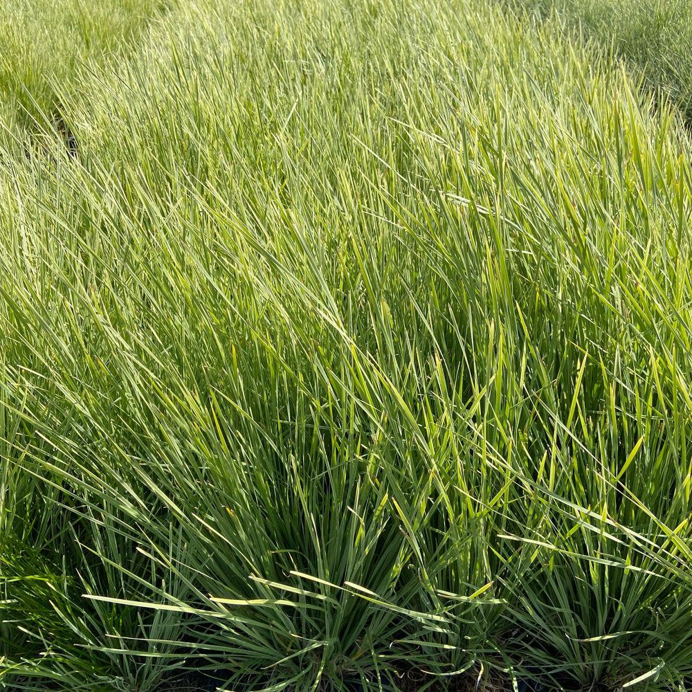 Arctic Frost Mat Rush - Lomandra Arctic Frost - Pulled Nursery