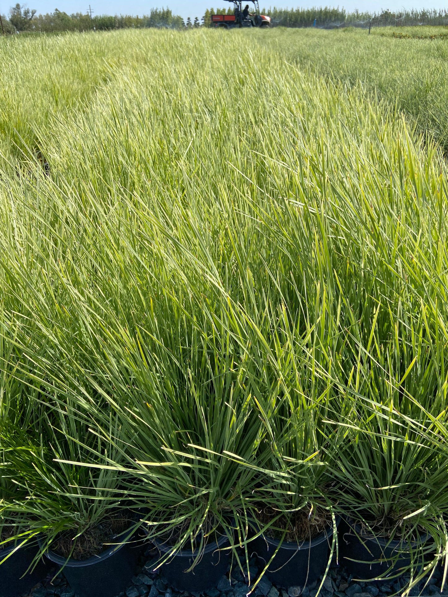 Arctic Frost Mat Rush - Lomandra Arctic Frost - Pulled Nursery