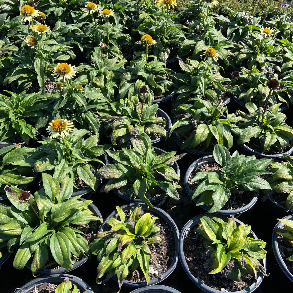 Butterfly 'Cleopatra' Coneflower - Echinacea Butterfly Cleopatra - Pulled Nursery