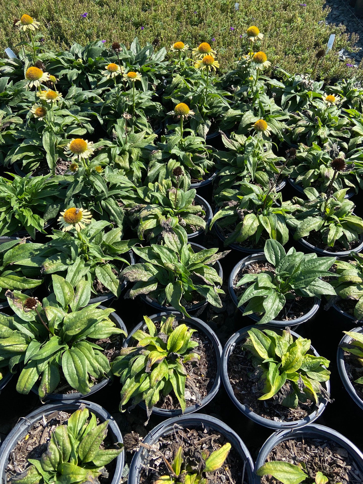 Butterfly 'Cleopatra' Coneflower - Echinacea Butterfly Cleopatra - Pulled Nursery