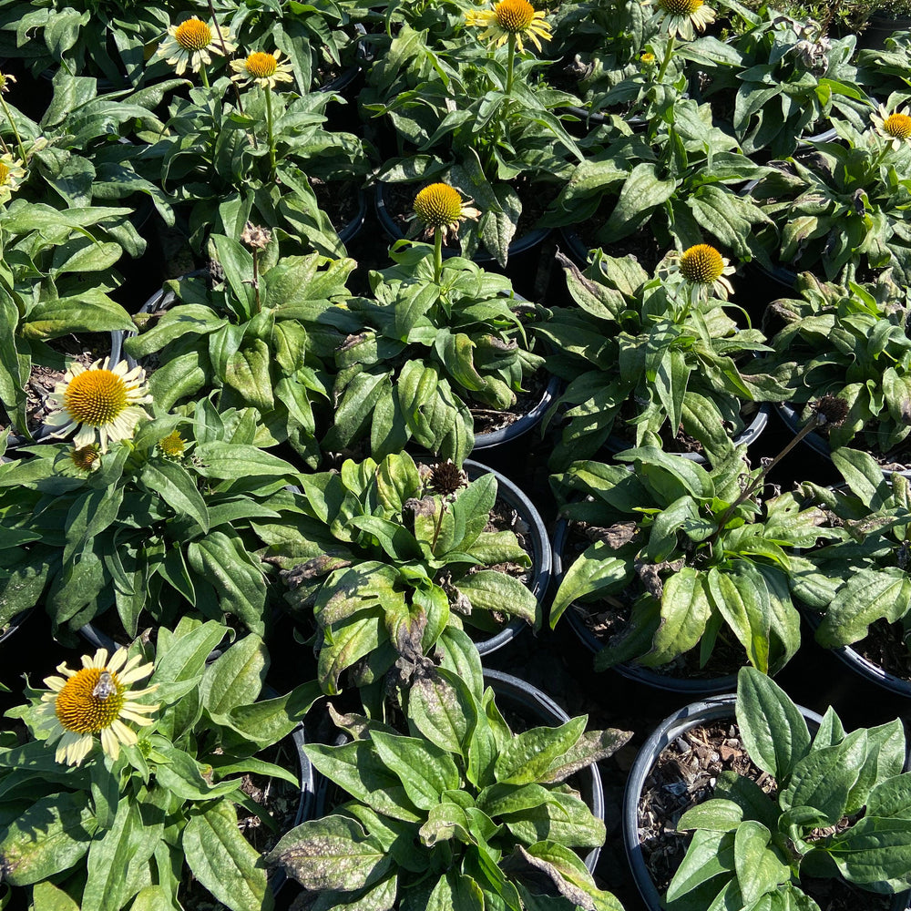 Butterfly 'Cleopatra' Coneflower - Echinacea Butterfly Cleopatra - Pulled Nursery