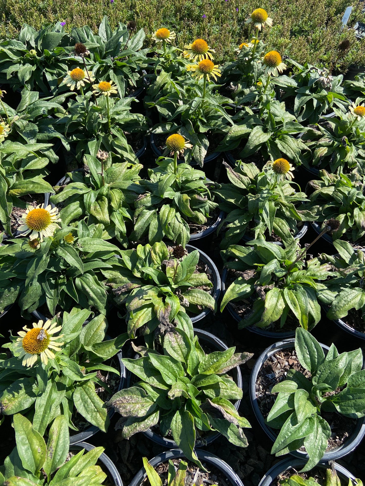 Butterfly 'Cleopatra' Coneflower - Echinacea Butterfly Cleopatra - Pulled Nursery