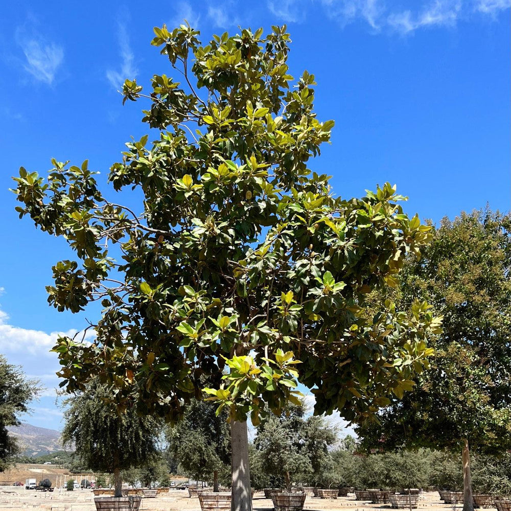 
                      
                        Southern Magnolia (Magnolia Grandiflora) - Pulled Nursery
                      
                    