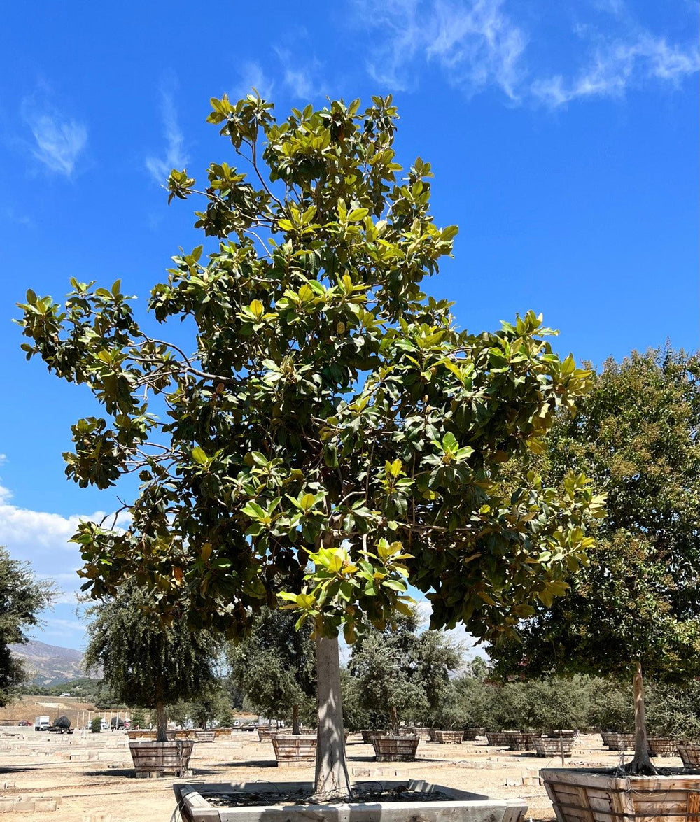 Southern Magnolia (Magnolia Grandiflora) - Pulled Nursery