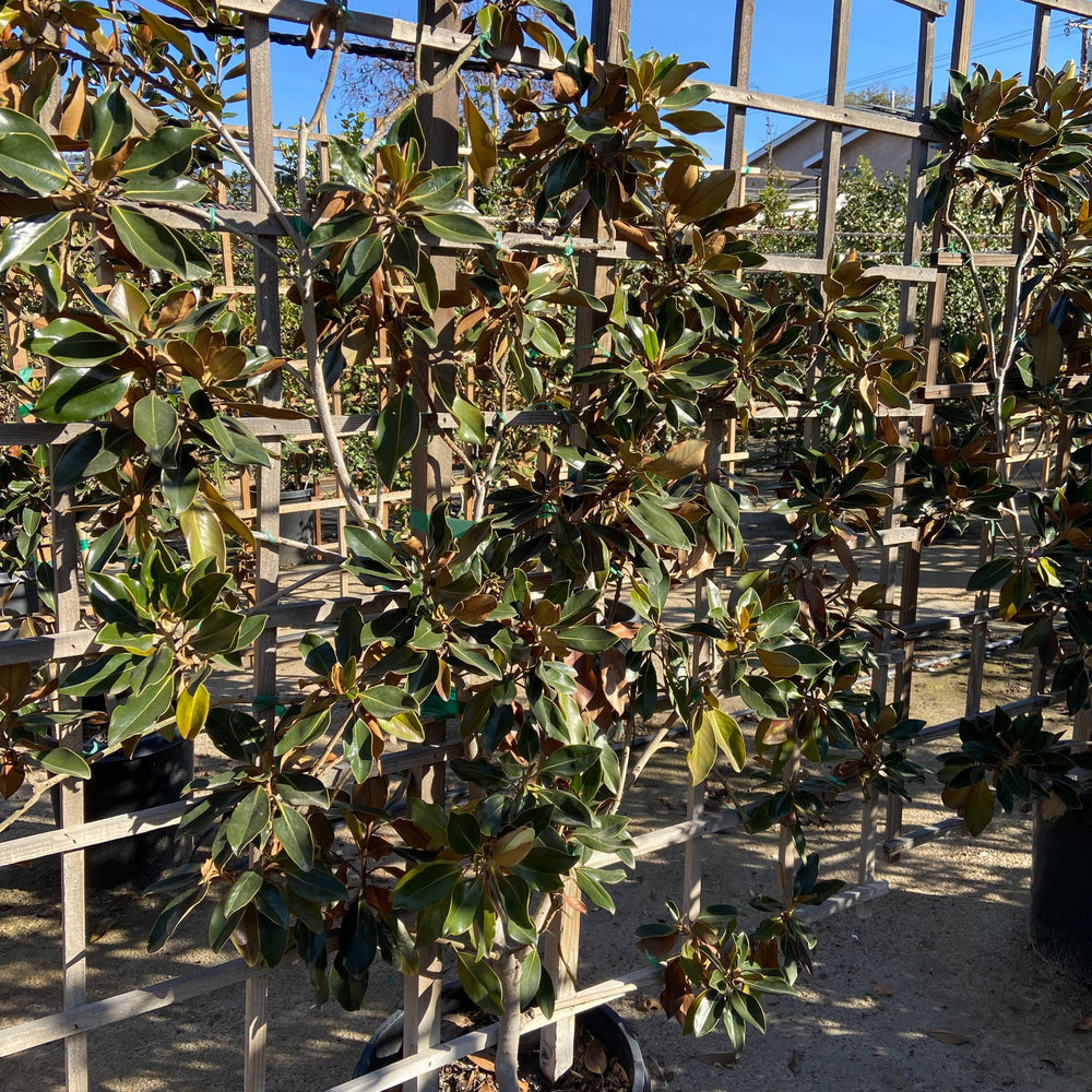 
                      
                        Little Gem Dwarf Southern Magnolia (Magnolia grandiflora 'Little Gem') - Pulled Nursery
                      
                    