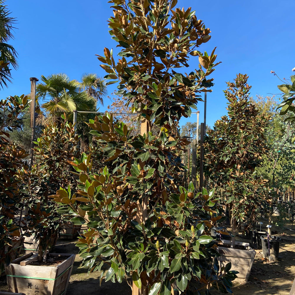 
                      
                        Little Gem Dwarf Southern Magnolia (Magnolia grandiflora 'Little Gem') - Pulled Nursery
                      
                    