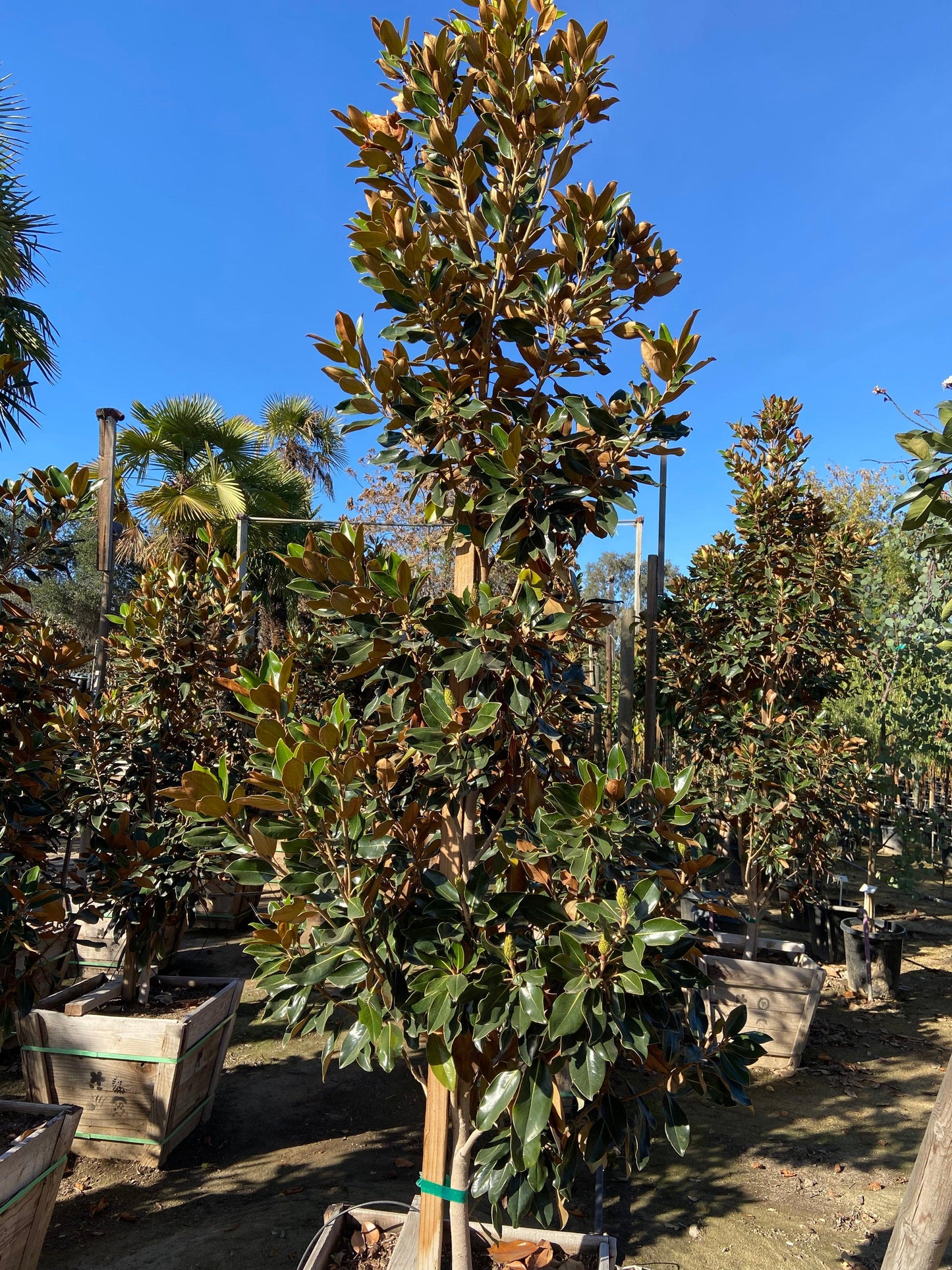 Little Gem Dwarf Southern Magnolia (Magnolia grandiflora 'Little Gem') - Pulled Nursery