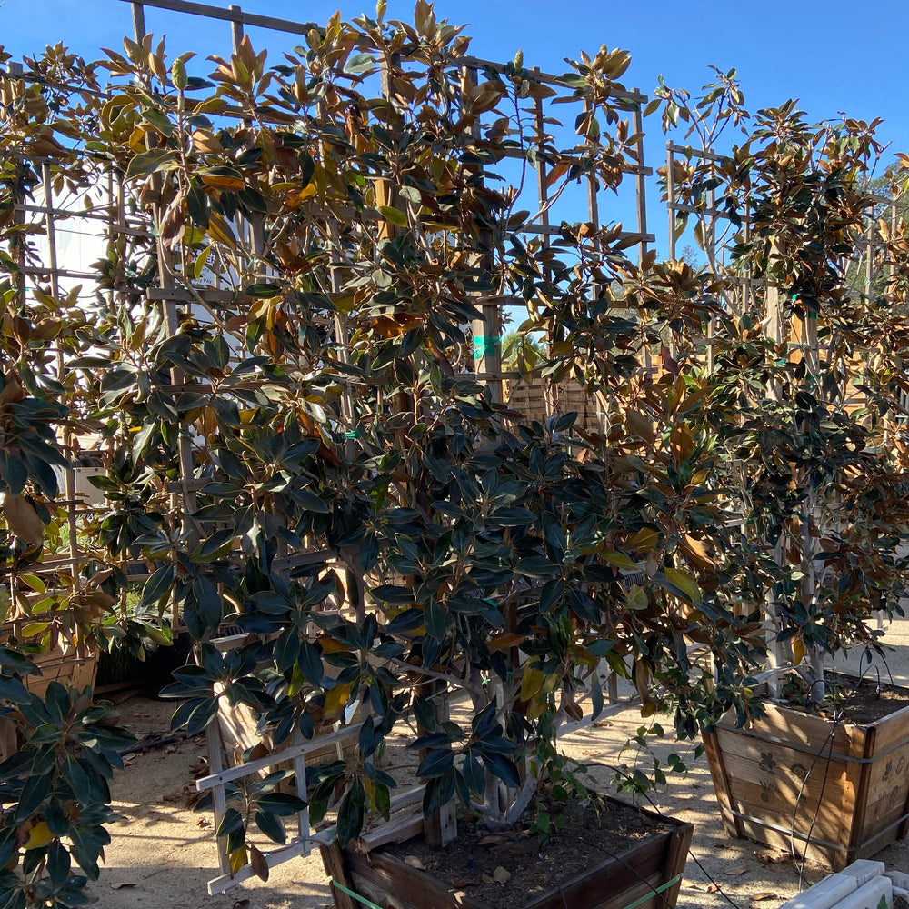 
                      
                        Little Gem Dwarf Southern Magnolia (Magnolia grandiflora 'Little Gem') - Pulled Nursery
                      
                    