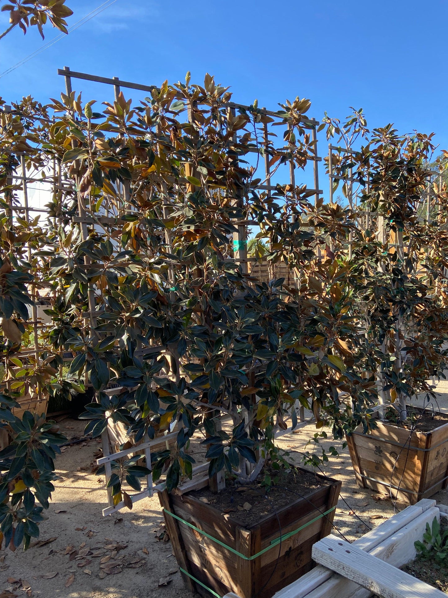 Little Gem Dwarf Southern Magnolia (Magnolia grandiflora 'Little Gem') - Pulled Nursery