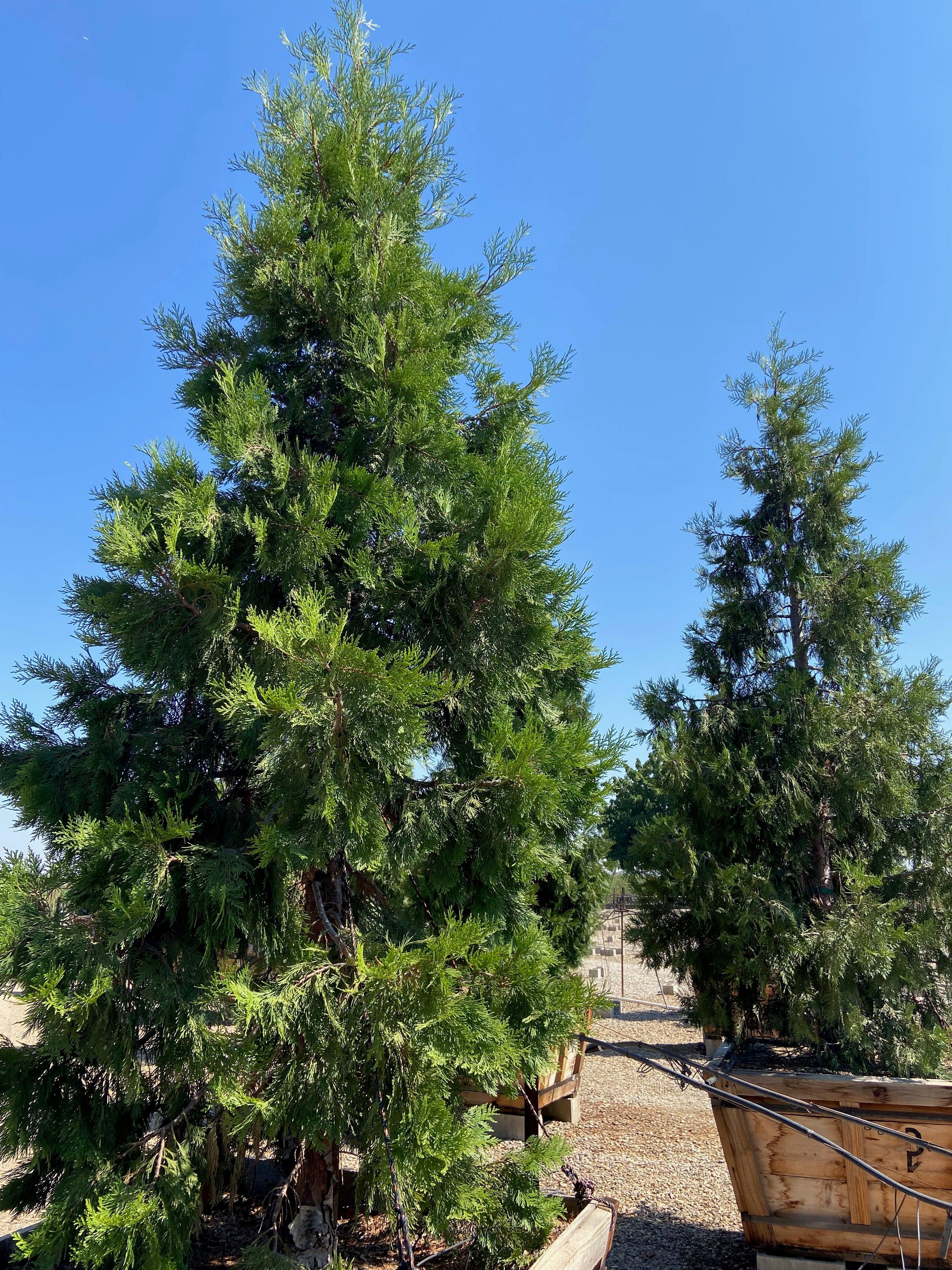 Incense Cedar (Calocedrus Decurrens) – Yardwork
