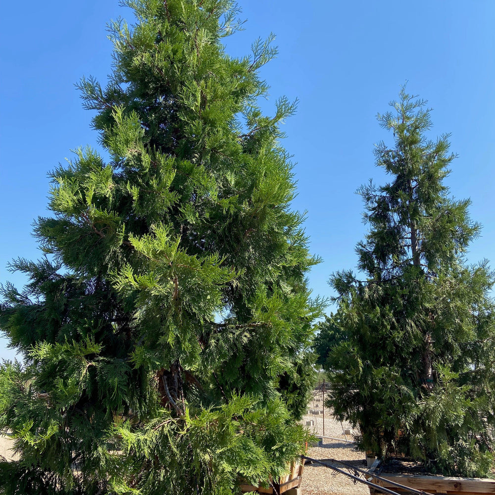 Incense Cedar