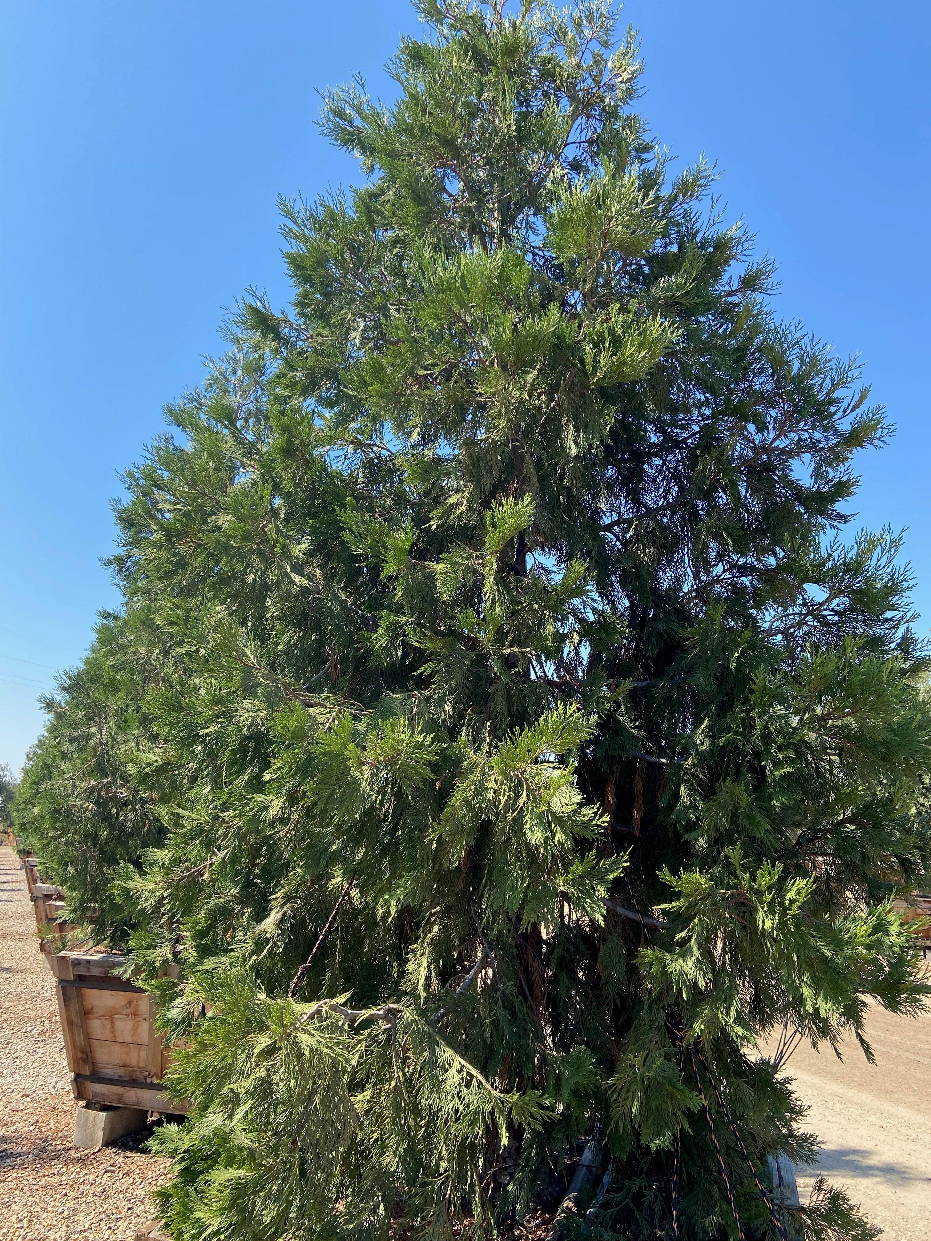Incense Cedar (Calocedrus Decurrens) – Yardwork
