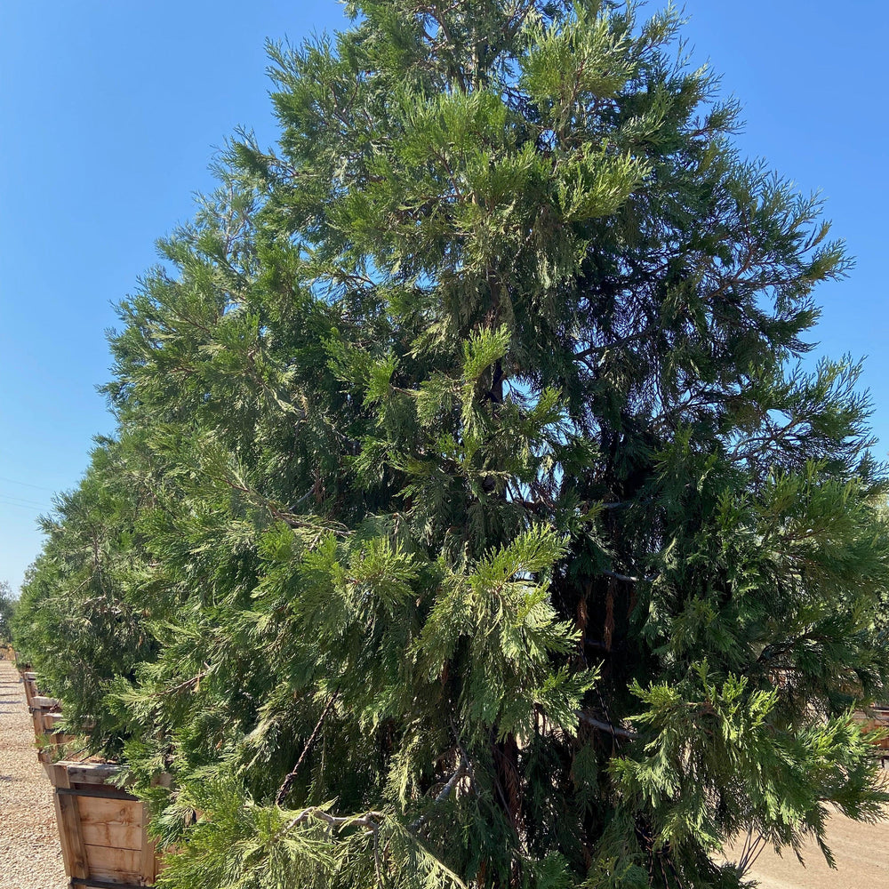 
                      
                        Incense Cedar
                      
                    