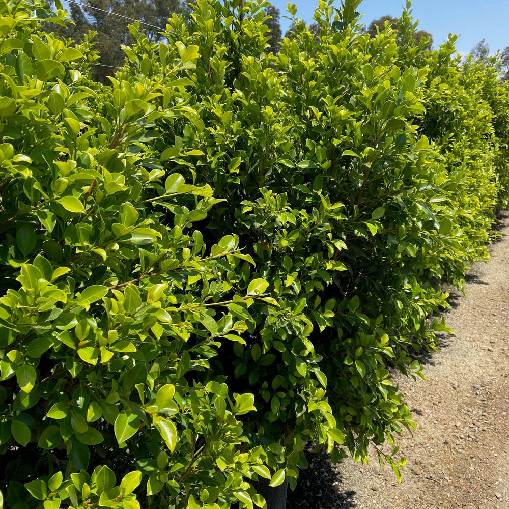 Indian Laurel Fig Green Gem - Ficus Nitida Green Gem - Pulled Nursery