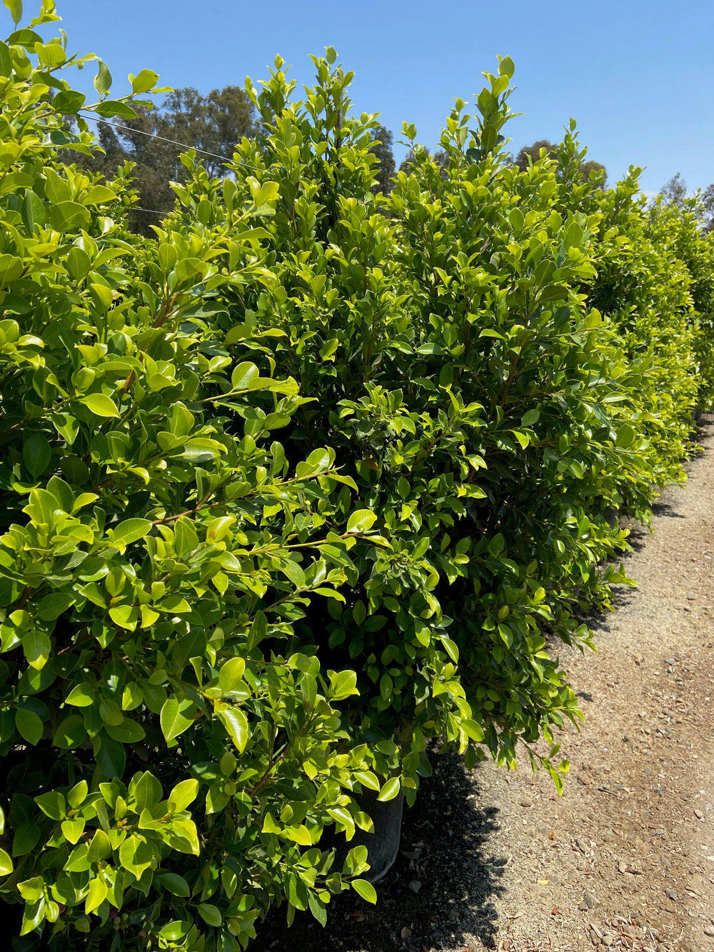 Indian Laurel Fig Green Gem - Ficus Nitida Green Gem - Pulled Nursery