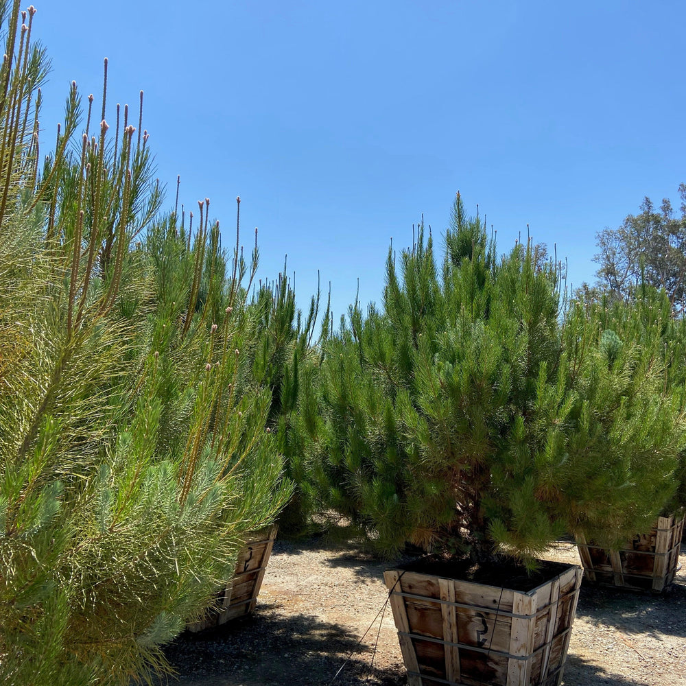 
                      
                        Italian Stone Pine - Pinus Pinea
                      
                    