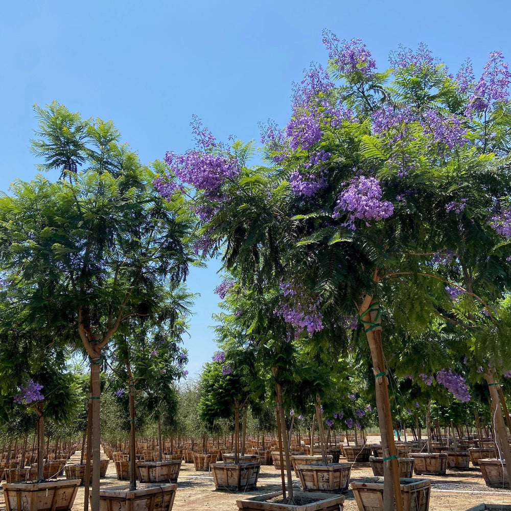 lavender trumpet tree Lavender Trumpet Vine