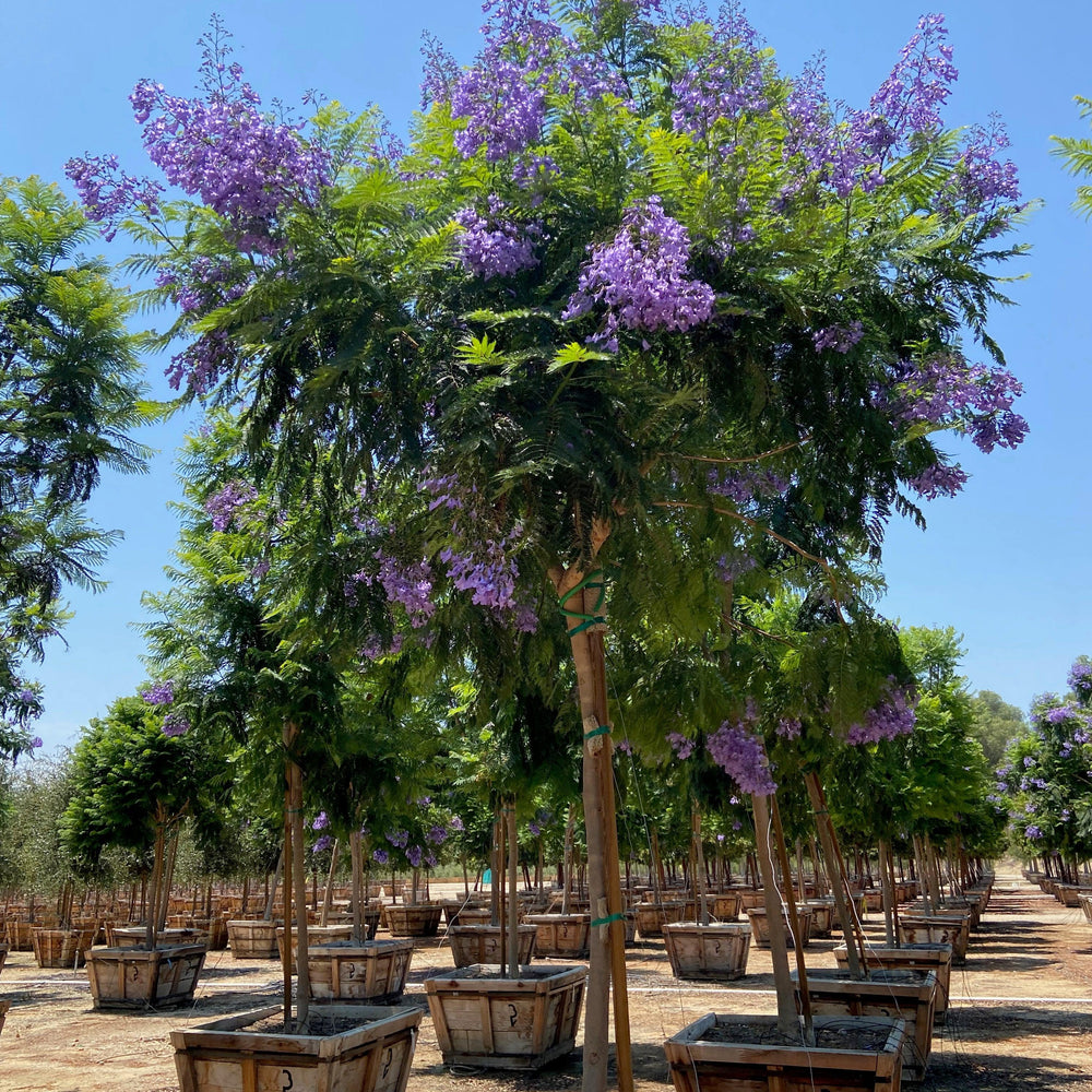 
                      
                        Jacaranda - Jacaranda Mimosifolia - Pulled Nursery
                      
                    