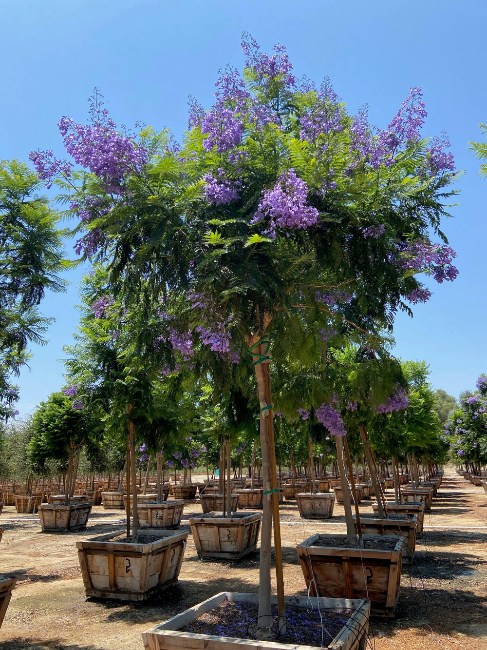 Jacaranda - Jacaranda Mimosifolia - Pulled Nursery