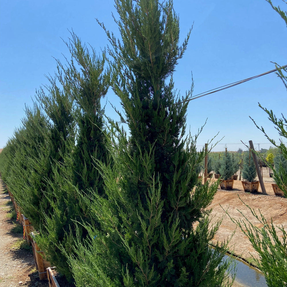 
                      
                        Spartan Juniper (Juniperus chinensis 'Spartan') - Pulled Nursery
                      
                    