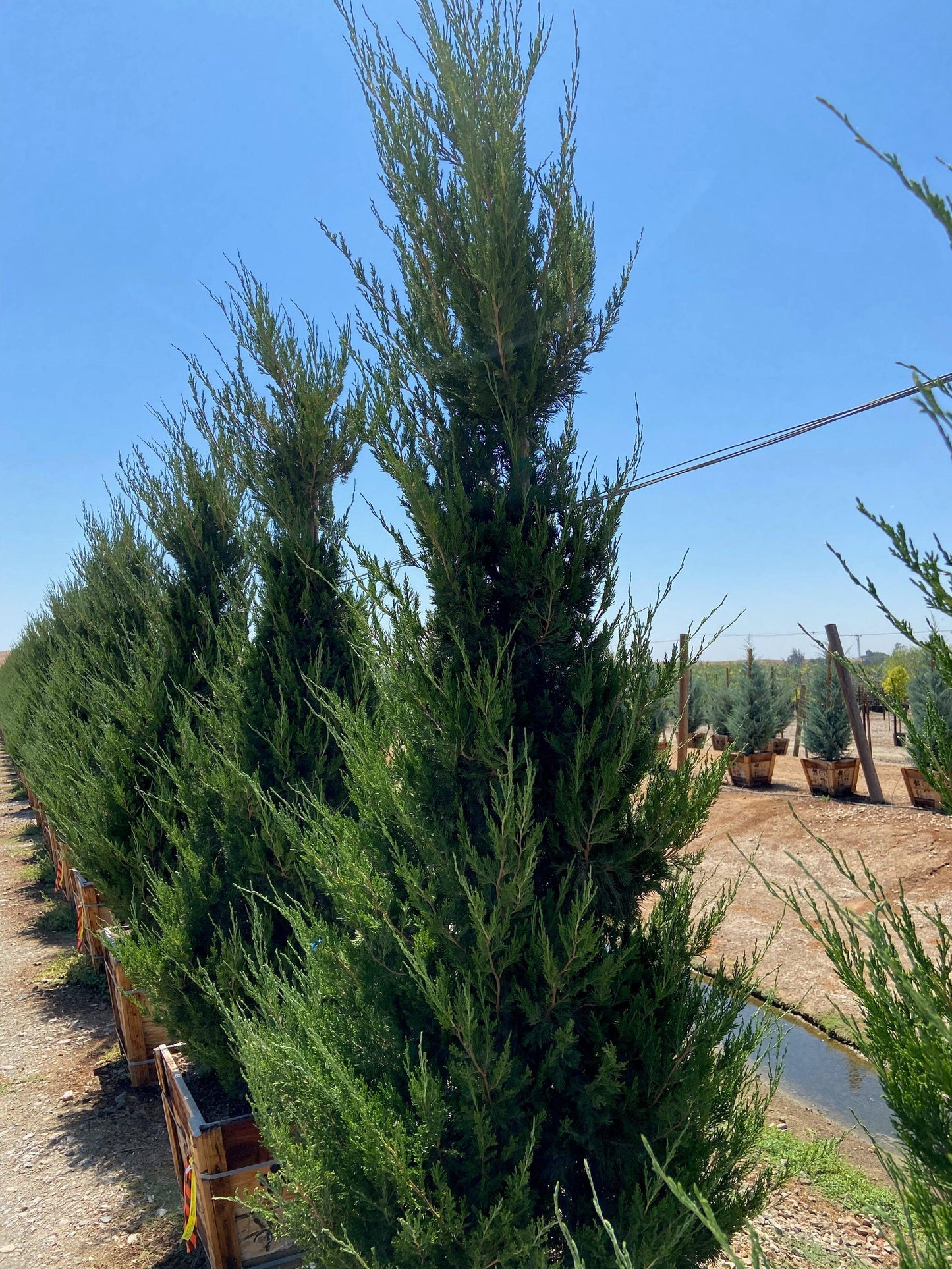 Spartan Juniper (Juniperus chinensis 'Spartan') - Pulled Nursery