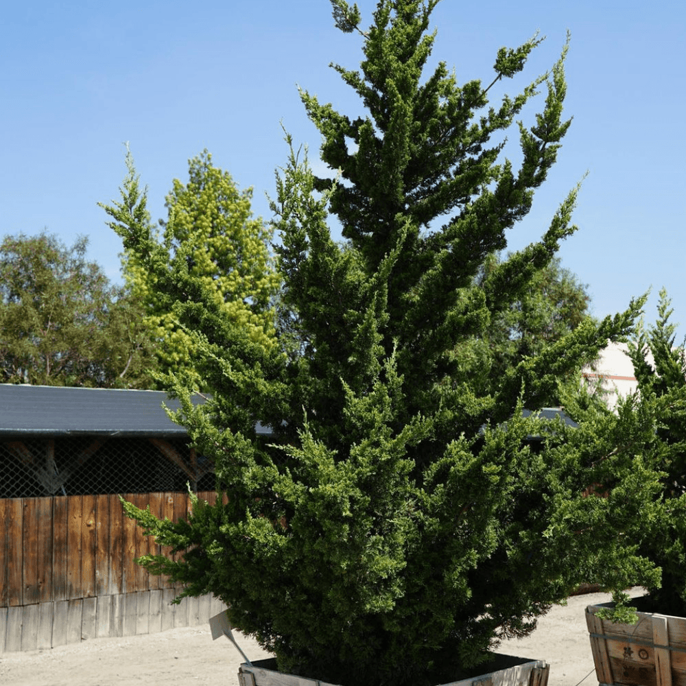 
                      
                        Hollywood Juniper - Juniperus chinensis 'Torulosa’ - Pulled Nursery
                      
                    